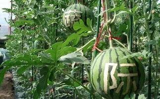 吃瓜楼房销售,揭秘楼市背后的“甜蜜陷阱”