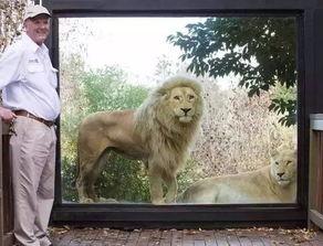 带你吃瓜狮子的,带你领略“吃瓜狮子”的独特魅力