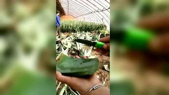 吃瓜的胖子图文