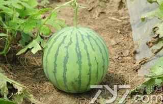 吃熟瓜会怎么样,吃熟瓜的益处与注意事项