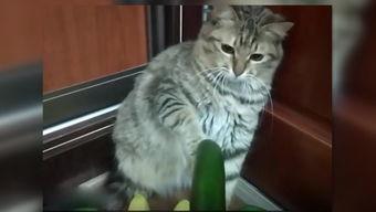 小猫吃瓜文案搞笑,笑料横生，瓜皮飞舞！