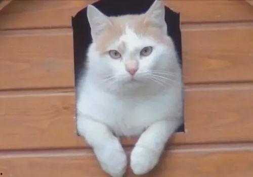 小猫吃瓜文案搞笑,笑料横生，瓜皮飞舞！