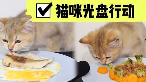 小猫吃瓜文案搞笑,笑料横生，瓜皮飞舞！