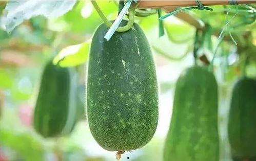 吃瓜什么声音,揭秘娱乐圈的八卦风云