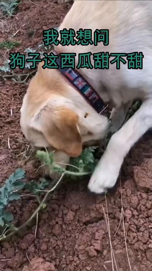 吃瓜狗子套路人