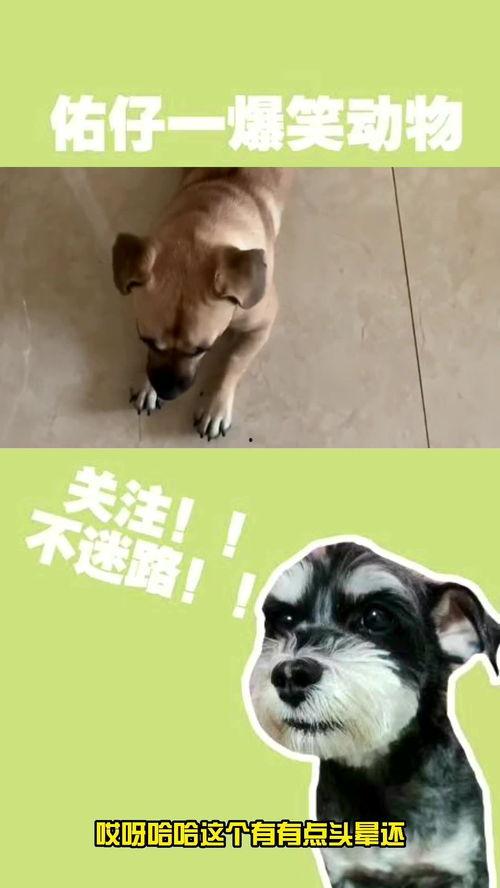 吃瓜狗子套路人