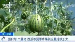 富宁洞波吃瓜群众,吃瓜群众的夏日狂欢现场