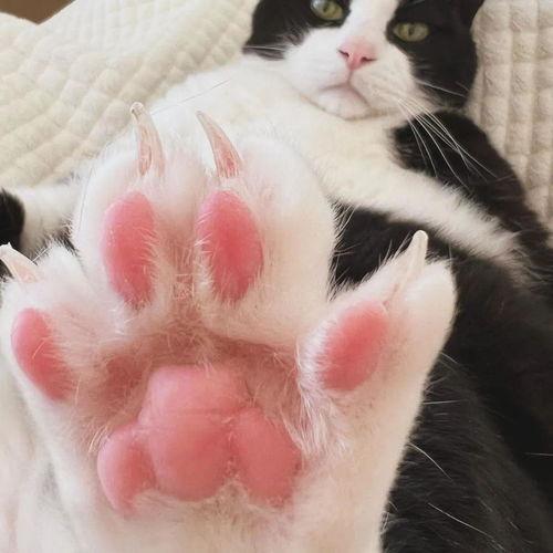 猫和老鼠猫吃瓜,猫吃瓜背后的欢乐与智慧