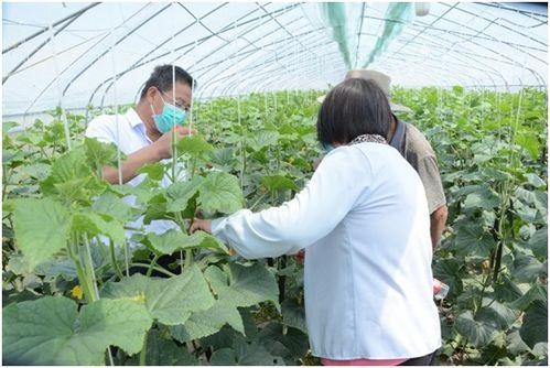 嘉祥县吃瓜,瓜果飘香，品味田园生活
